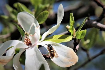 Close-up of insect on white flower