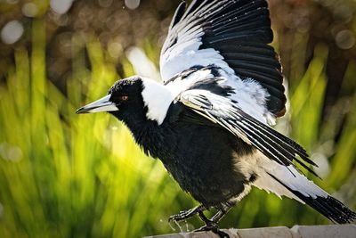 Close-up of bird flying