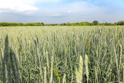 Golden yellow green spikelets of ripe wheat in field on blue sky background. panoramic view of 