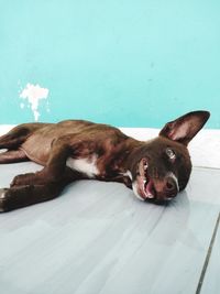 Portrait of dog resting on floor