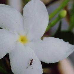 Close-up of insect on white flower