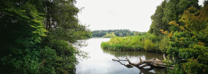 Scenic view of river amidst trees against sky