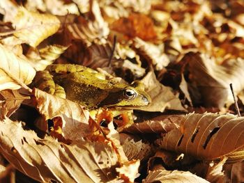 Close-up of dry leaves