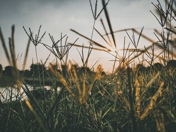 Close-up of stalks in field against sunset sky