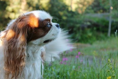 Close-up of dog on field