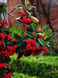 Close-up of red berries growing on tree