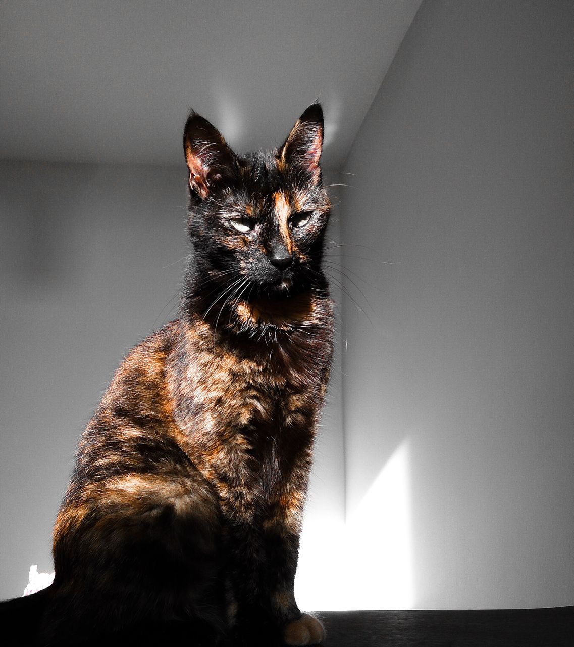 CLOSE-UP PORTRAIT OF CAT ON WALL