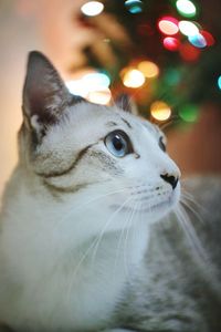 Close-up portrait of cat