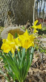 Close-up of yellow flower