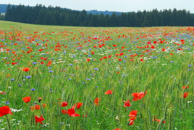 Full frame shot of flowers in field