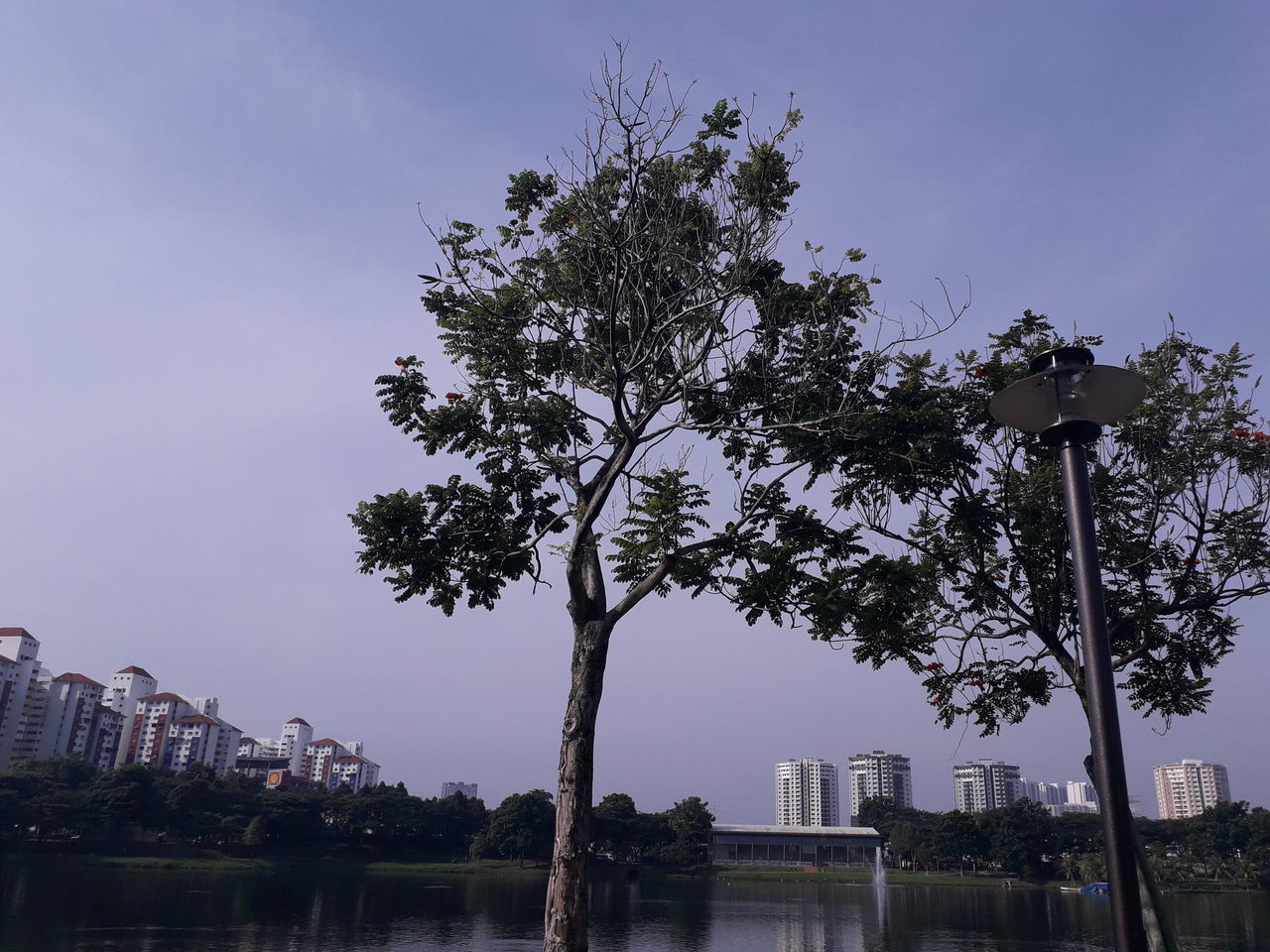 LOW ANGLE VIEW OF TREES AGAINST BUILDINGS