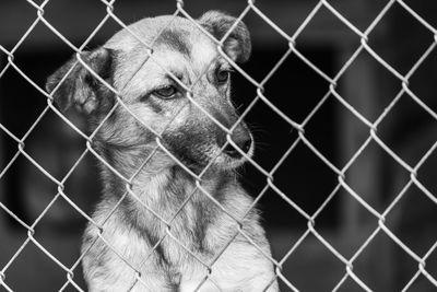 Dog looking through chainlink fence