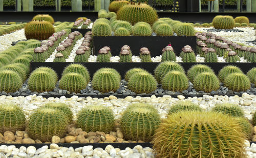 Cactus plants in garden