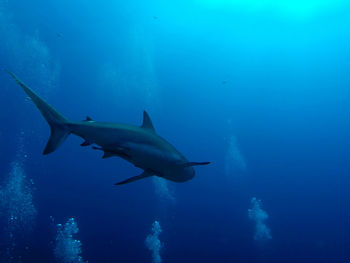 Fish swimming in sea