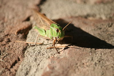 Close-up of insect on rock