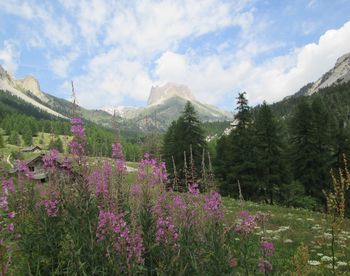 Purple flowering plants by land against sky