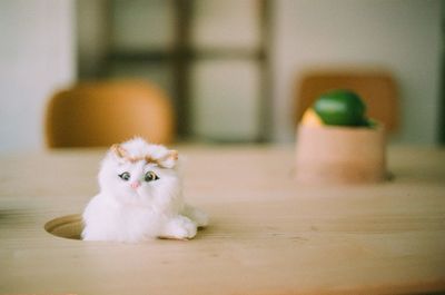 Portrait of white cat sitting on floor at home