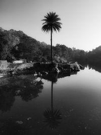 Scenic view of palm trees by lake against sky