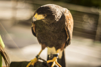 Cropped hand of woman with golden eagle