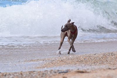 Dog running on beach