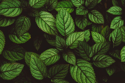 Full frame shot of green leaves