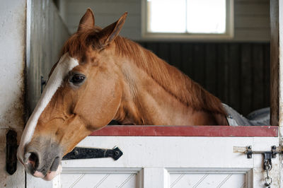 Horse in stable