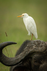 Cattle egret standing on head of buffalo