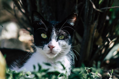 Close-up portrait of a cat