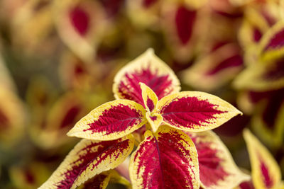 Close-up of flowering plant