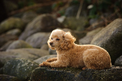 Close-up of poodle relaxing outdoors