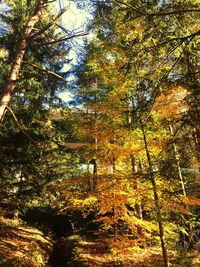 Low angle view of trees in forest during autumn