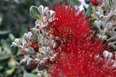 Close-up of red flower