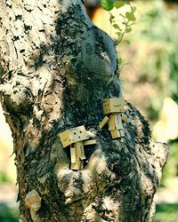 Close-up of tree trunk