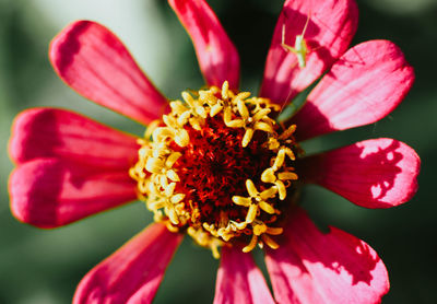 Close-up of pink flower