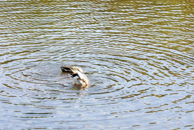 High angle view of bird swimming in lake