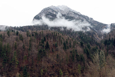 Scenic view of forest against clear sky