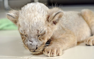 Close-up of a cat sleeping