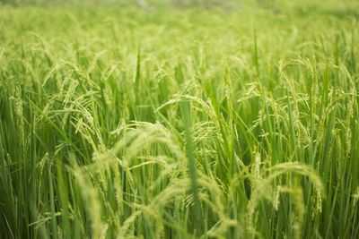 Full frame shot of wheat field