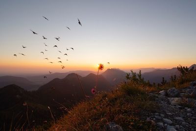 Silhouette birds flying over mountains against sky during sunset