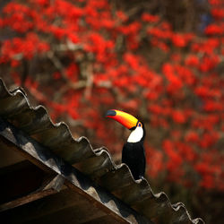 Close-up of bird perching on branch