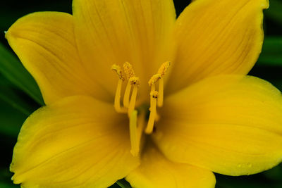 Close-up of yellow flower