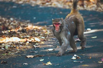 Monkey walking on the street