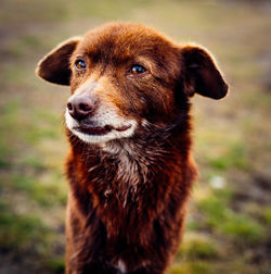 Close-up of a dog looking away