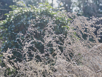 Close-up of flowering plant on land