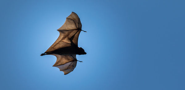Low angle view of bat flying against clear blue sky