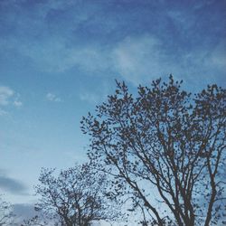Low angle view of silhouette tree against sky