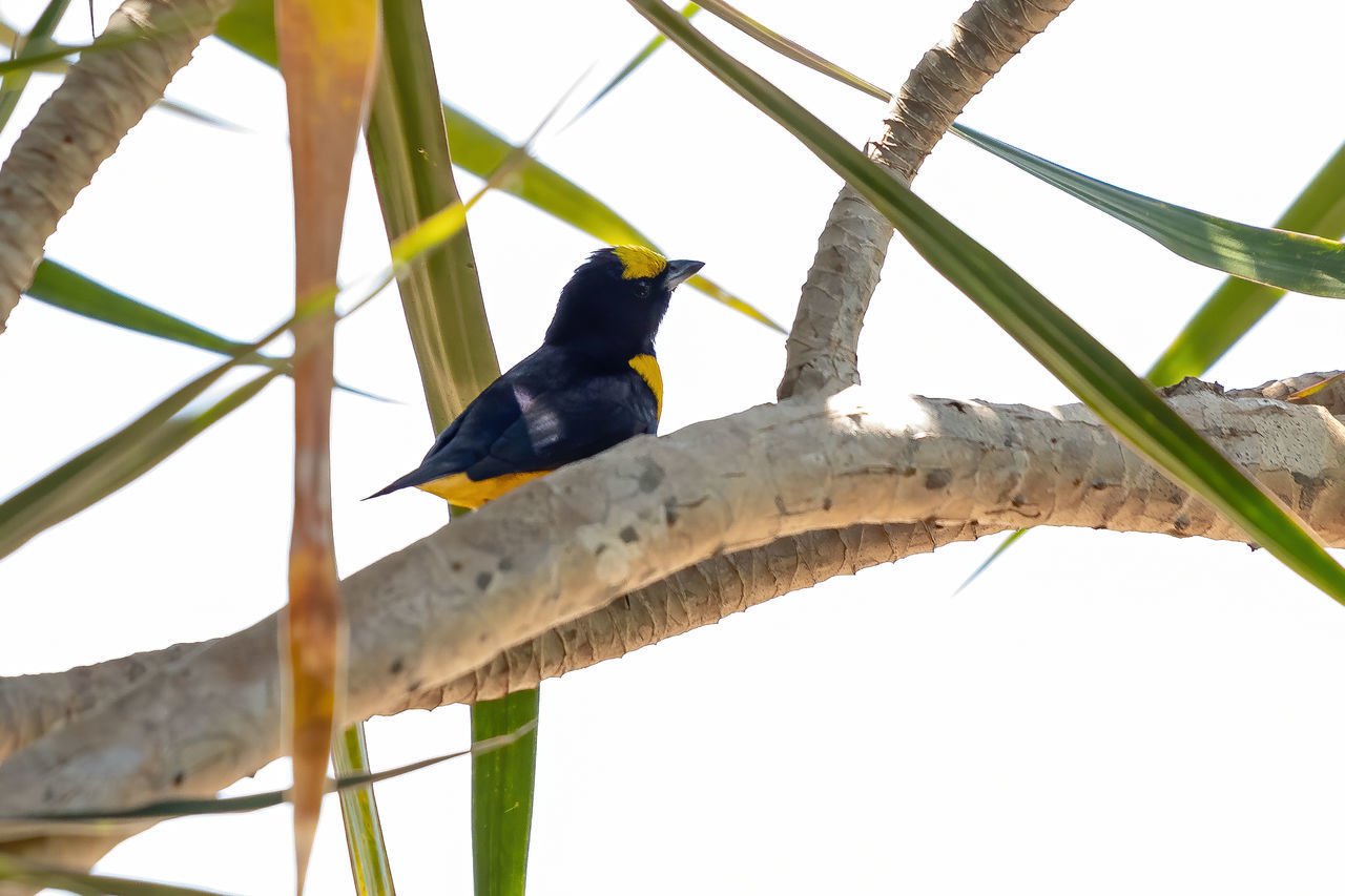 LOW ANGLE VIEW OF BIRD PERCHING ON WOOD AGAINST SKY