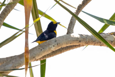 Low angle view of bird perching on a tree