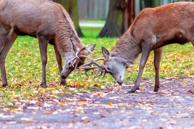 Deer standing in a farm