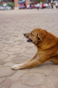 Dog looking away on street in city